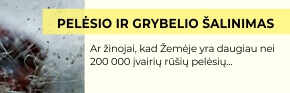 Pelėsio ir grybelio šalinimas